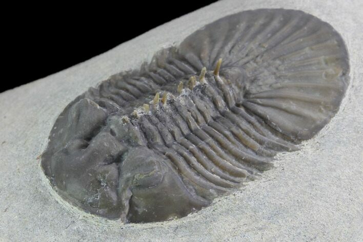 Scabriscutellum Trilobite - Tiny Axial Spines #98587